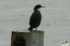 Shag at Southend Pier (Richard Howard) (22931 bytes)